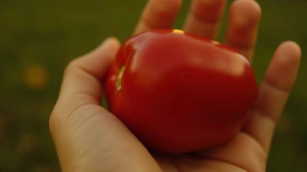 Les effets d'une alimentation végétarienne sur l'organisme